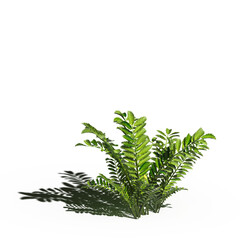 wild field grass with a shadow under it, isolated on a transparent background, 3D illustration, cg render
