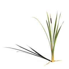 wild field grass with a shadow under it, isolated on a transparent background, 3D illustration, cg render
