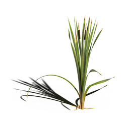 wild field grass with a shadow under it, isolated on a transparent background, 3D illustration, cg render
