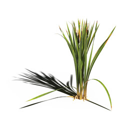 wild field grass with a shadow under it, isolated on a transparent background, 3D illustration, cg render
