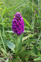 Dactylorhiza incarnata - Early marsh-orchid