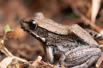 A Close-Up Photo Of A Frog In Southeast Louisiana. January 2023.