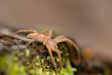 A Close-Up Of A Spider Crawling On An Old Weathered Log In Southeast Louisiana.