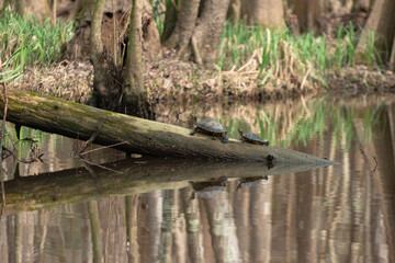 Two Turtles On A Log Casting A reflection On The Calm Bayou Waters.