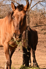 horse in the field