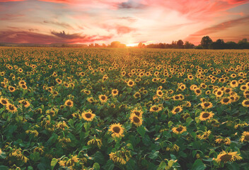 Sunflowers field on sunset. Harvesting Sunflower Seeds in agriculture. Huge yellow flowers on...