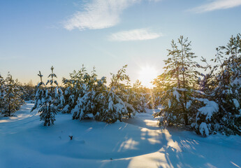 Winter snow covered fir trees. Forest snowscape. Trees in snow. Forest in wintertime with fir trees and Snowdrifts. Forest scenery in winter in frosty. Snow-cowered trees on sunset. Winter Christmas.