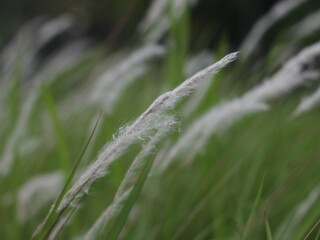 dew on grass