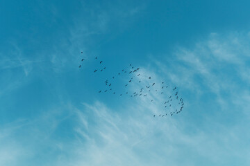 Blue sky with white silky clouds and a flock of black migrant birds flying