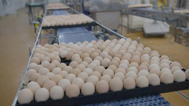 Egg selection, egg production factory