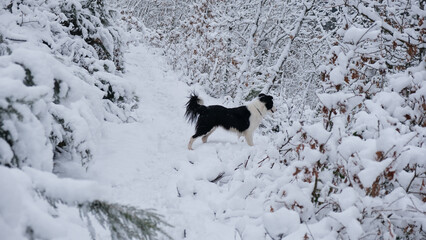 Perro Border Collie alegre jugando en el bosque nevado 