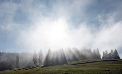 Nadelwald im Nebel,  Gegenlicht, Herbst, Winter, Landschaft, Baum, Panorama, Wald, Natur, Sonne, Licht, Sonne, Wetter
