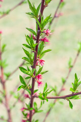 A young peach tree seedling with swollen pink flower buds. Growing fruit trees in the garden.
