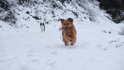 Perro feliz corriendo por la montaña nevada con sus amigos