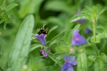 Bumblebee diving into a purple flower.