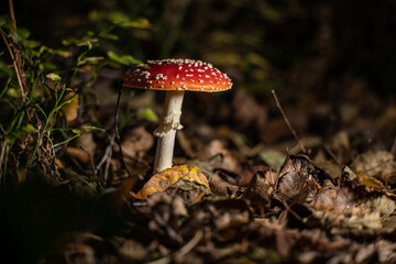 Fly agaric Amanita muscaria in a forest at fall.