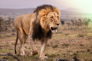 Fototapeta na wymiar A male lion on the prowl in Kenya