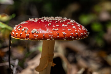 Fly agaric Amanita muscaria in a forest at fall.