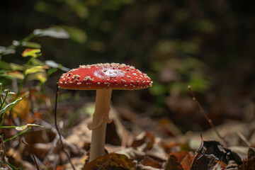 Fly agaric Amanita muscaria in a forest at fall.