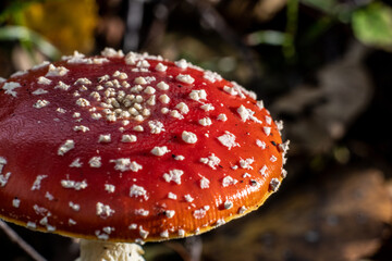 Fly agaric Amanita muscaria in a forest at fall.