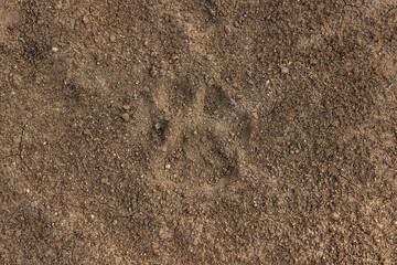 A paw print from a lion in the dirt in Kenya