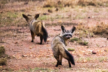 A pair of bat eared foxes in Kenya