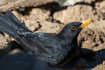 Close-up shot of a European Blackbird