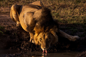 A male lion drinks from a watering hole in Kenya