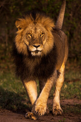 A portrait of a male lion at sunrise in Kenya