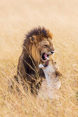 Lions fighting in Kenya