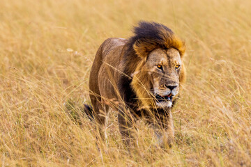 A male lion on the prowl in Kenya