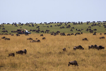 Fototapeta na wymiar A safari truck drives through a herd of wildebeest during the Great Migration in Kenya