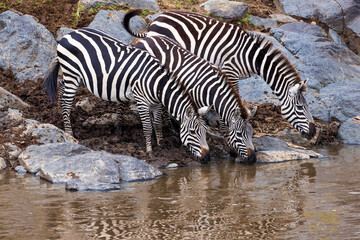 Fototapeta na wymiar Zebras drinking from the watering hole in Kenya