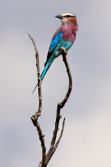 A lilac-breasted roller sits on a branch in Kenya
