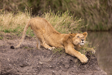 A lion cub stretches in Kenya
