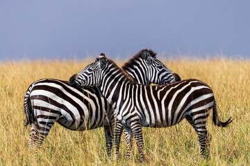 Zebras in love in Kenya