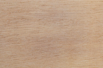 Light rough textured cut surface of an African tree. Wood background or blank for design