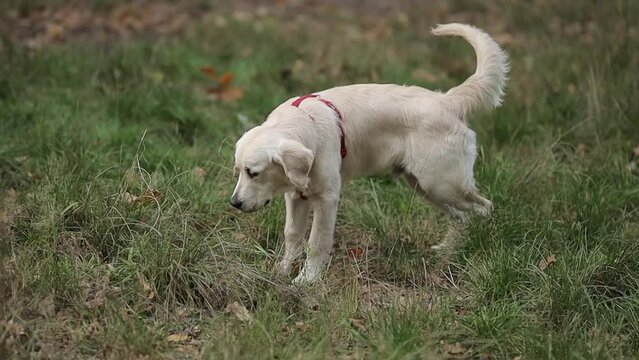 golden retriever pissing in the park. a golden retriever with light fur urinates in the park to mark territory. golden retriever puppy pissing in the park. pet walks outdoors.