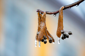 Fototapeta premium Icicles on the ice branches of a linden tree. season of temperature changes and winter weather in autumn