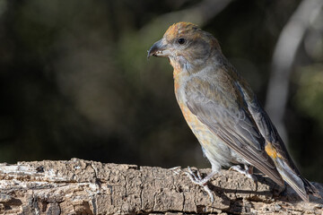 Close-up shot of Red Crossbill