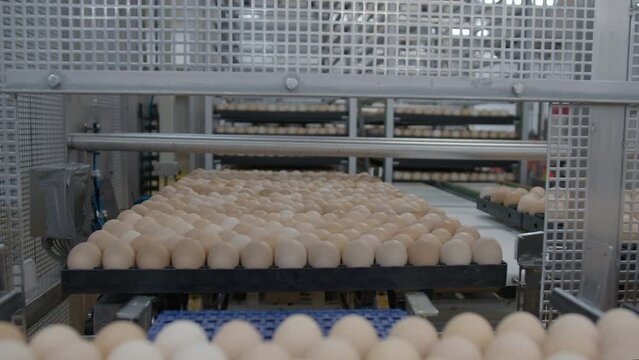 Egg selection, egg production factory