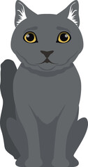 Gray cat sitting. British shorthair breed pet