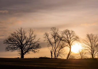 Sunrise silhouette of trees on a farm in the winter with a white, round sun rising.