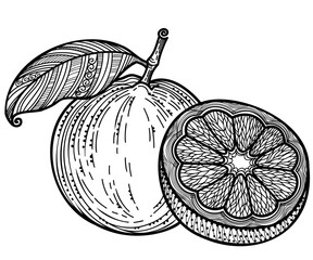 Citrus fruit black graphic vector illustration. Black white lineart decor fruit with leaves isolated on white background for print or coloring book.