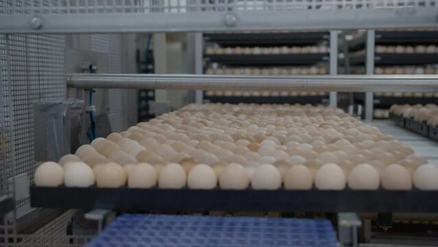 Egg selection, egg production factory