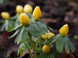 Winterlinge, Eranthis hyemalis im Frost