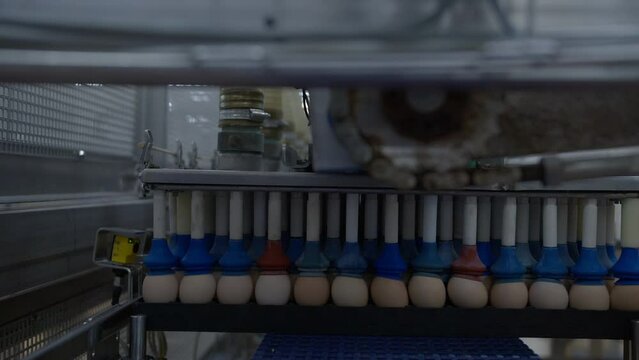 Egg selection, egg production factory