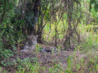 Jaguar lying down in tall grass in Pantanal, Brazil
