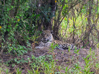 Jaguar lying down in tall grass in Pantanal, Brazil