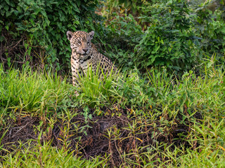 Jaguar sitting in tall grass in Pantanal, Brazil